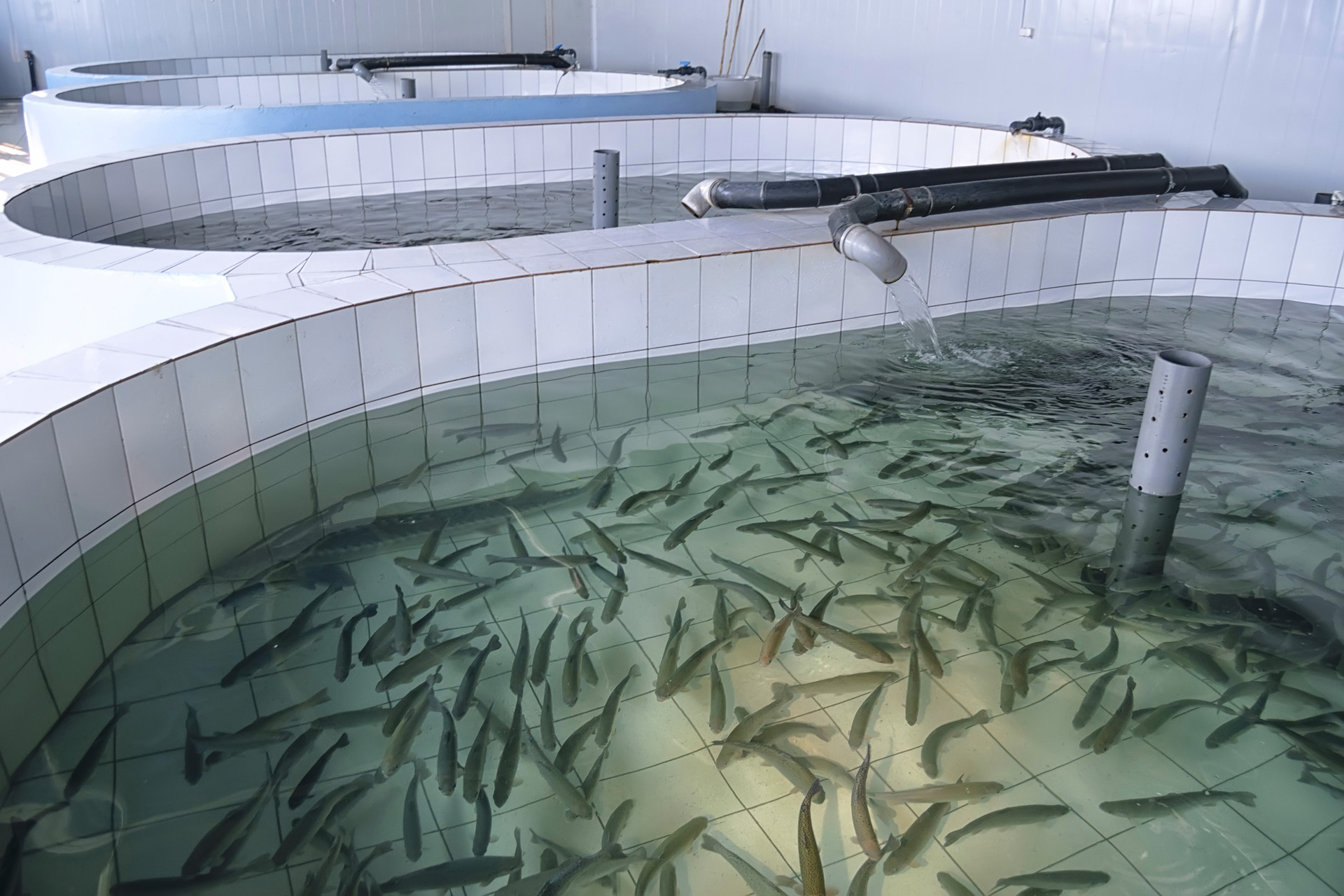 養殖魚と天然魚。どれ位違うの？